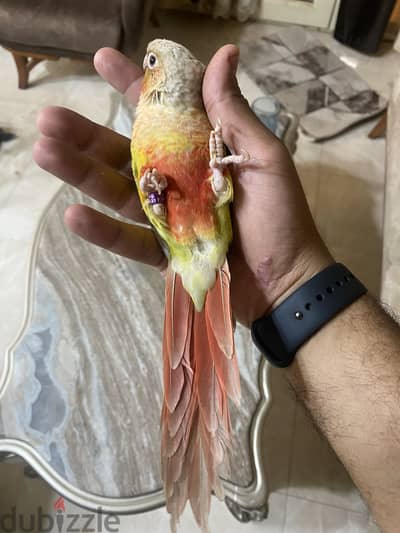 Pineapple high red conure كونيور اناناس بينابول تاكيل يدوي حديث فطام