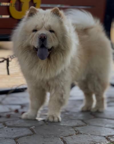 chow chow