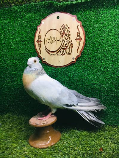 دكر طرطور  مستوى قوى