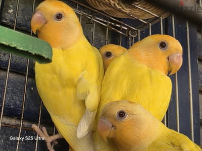 شبابات روز لاتيني اوبلاين اورنج عين حمرا بيورررر