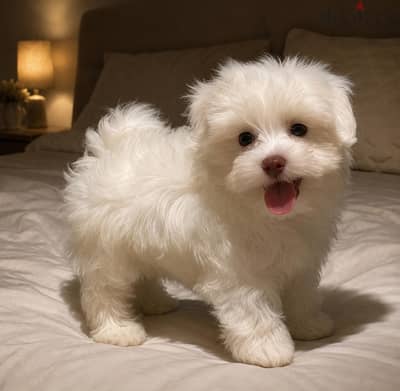HAVANESE PUPPIES
