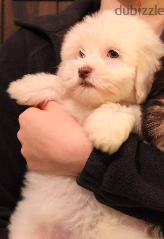 HAVANESE PUPPIES 1