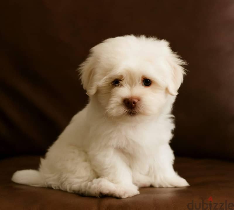 HAVANESE PUPPIES 2