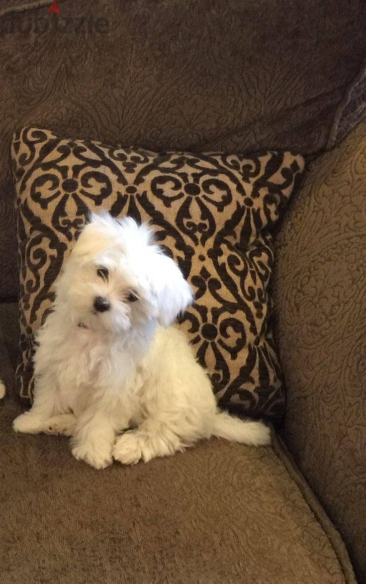 HAVANESE PUPPIES 3