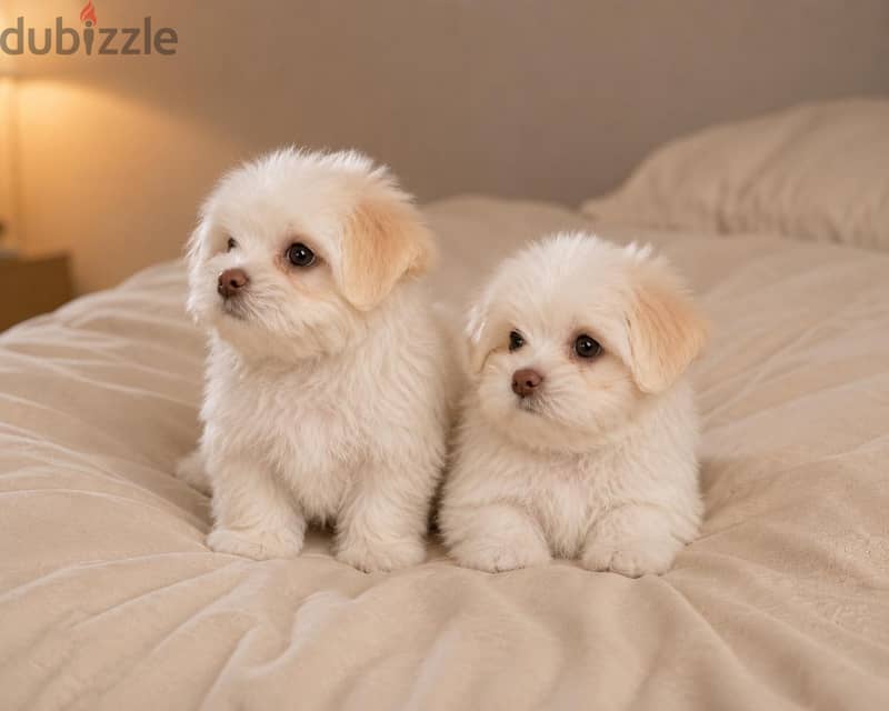 HAVANESE PUPPIES 4