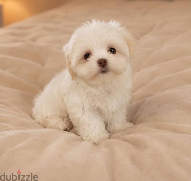 HAVANESE PUPPIES 5