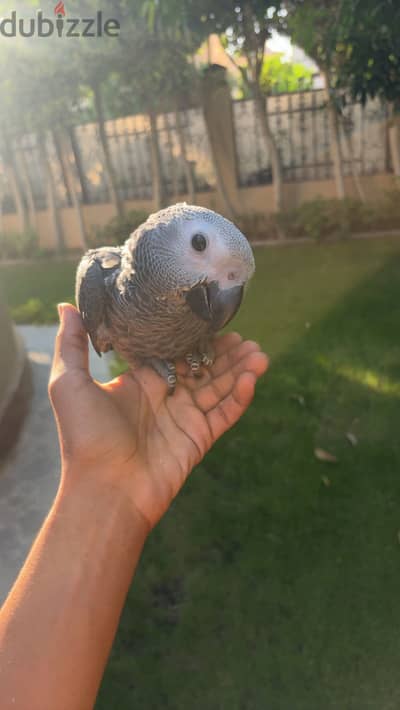 فرخ زنجباري