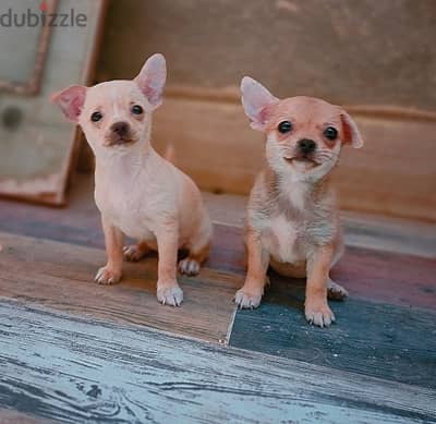 Chihuahua female puppies