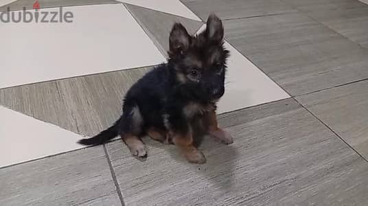 جرو جيرمن شيبرد لونج هير  german shepherd puppy