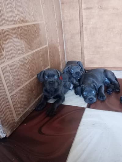 جراء cane Corso مستوى عالى جدا