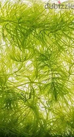 متوفر hornwort و ماليزيان سنيل (الحفار) في نطاق عابدين و السيدة زينب