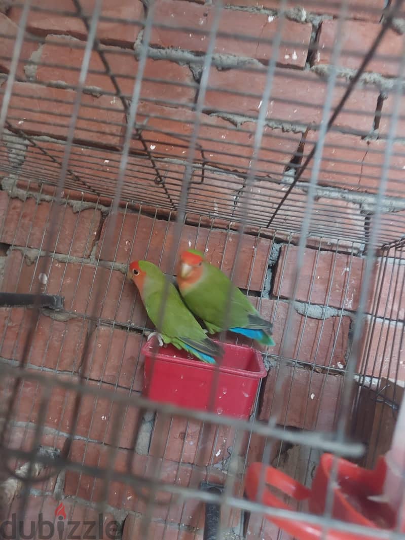 قص روز 2