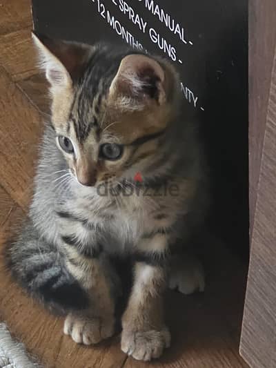 4bengal kittens for sale