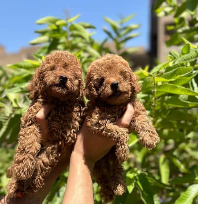 poodle puppy بودل بابي
