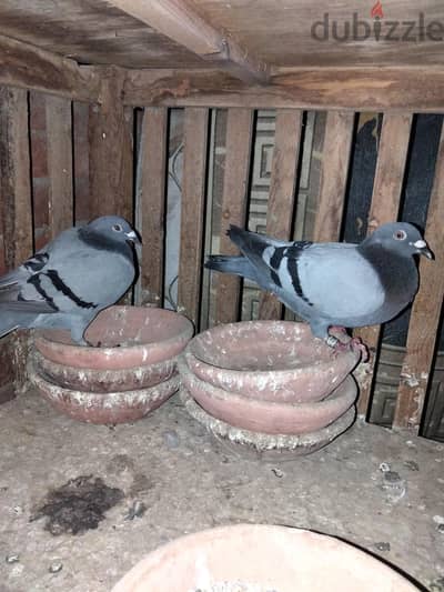 دكر كسب بكنح نص طريق العلمين مركز 43