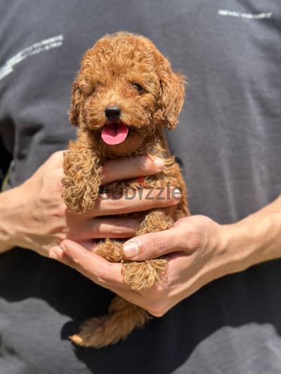 poodle بودل