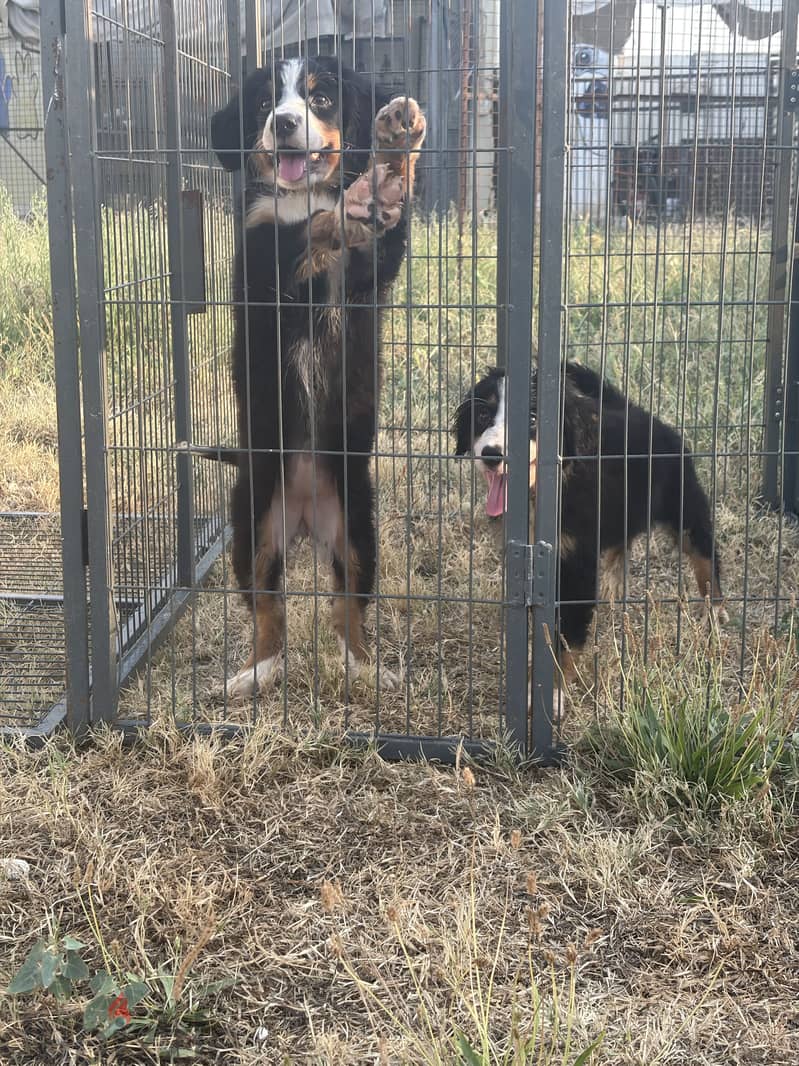 Bernese mountain puppy 2