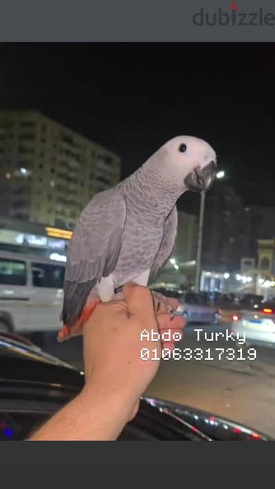 فرخ بغبغان زنجباري تفريخ مصري  متكلم