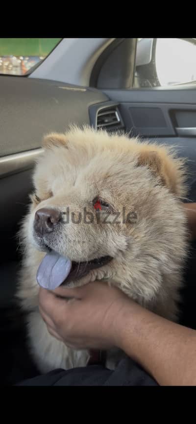 Chow chow تشاو تشاو