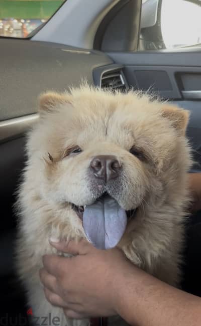 Chow chow تشاو تشاو
