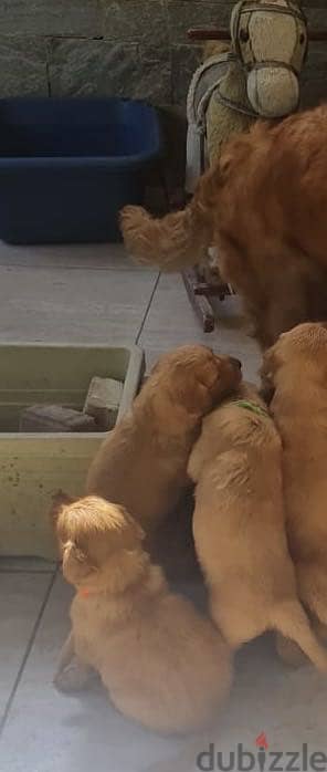 A Pure Golden Retriever