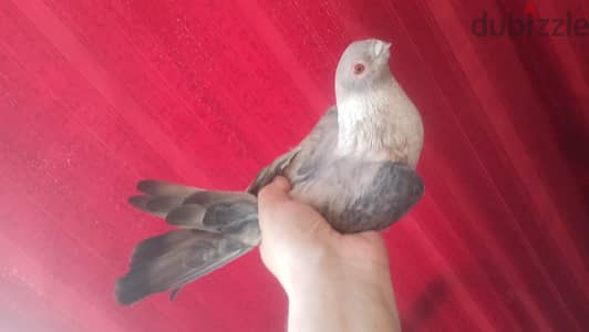 دكر ازرق قطيفه عليه آخر ريشه