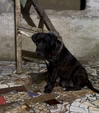 نتايه كين كورسو - cane corso