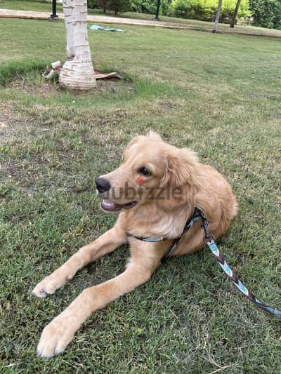 Golden Retriever جولدن للبيع مطعم