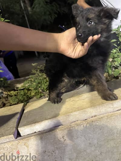 جراوي جيرمن عمر 50 يوم