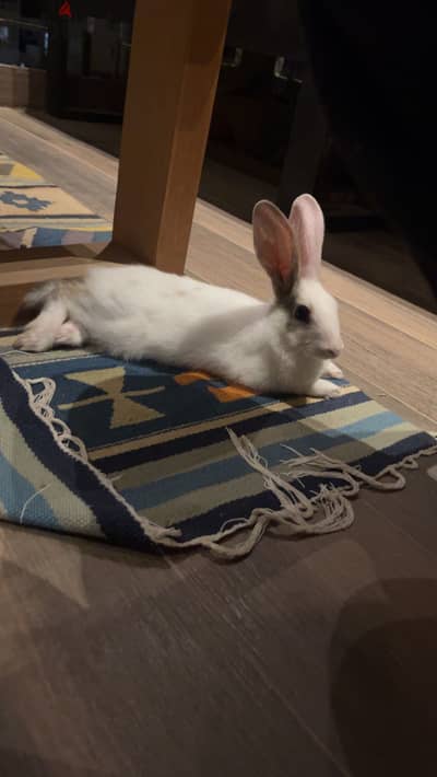 For adoption