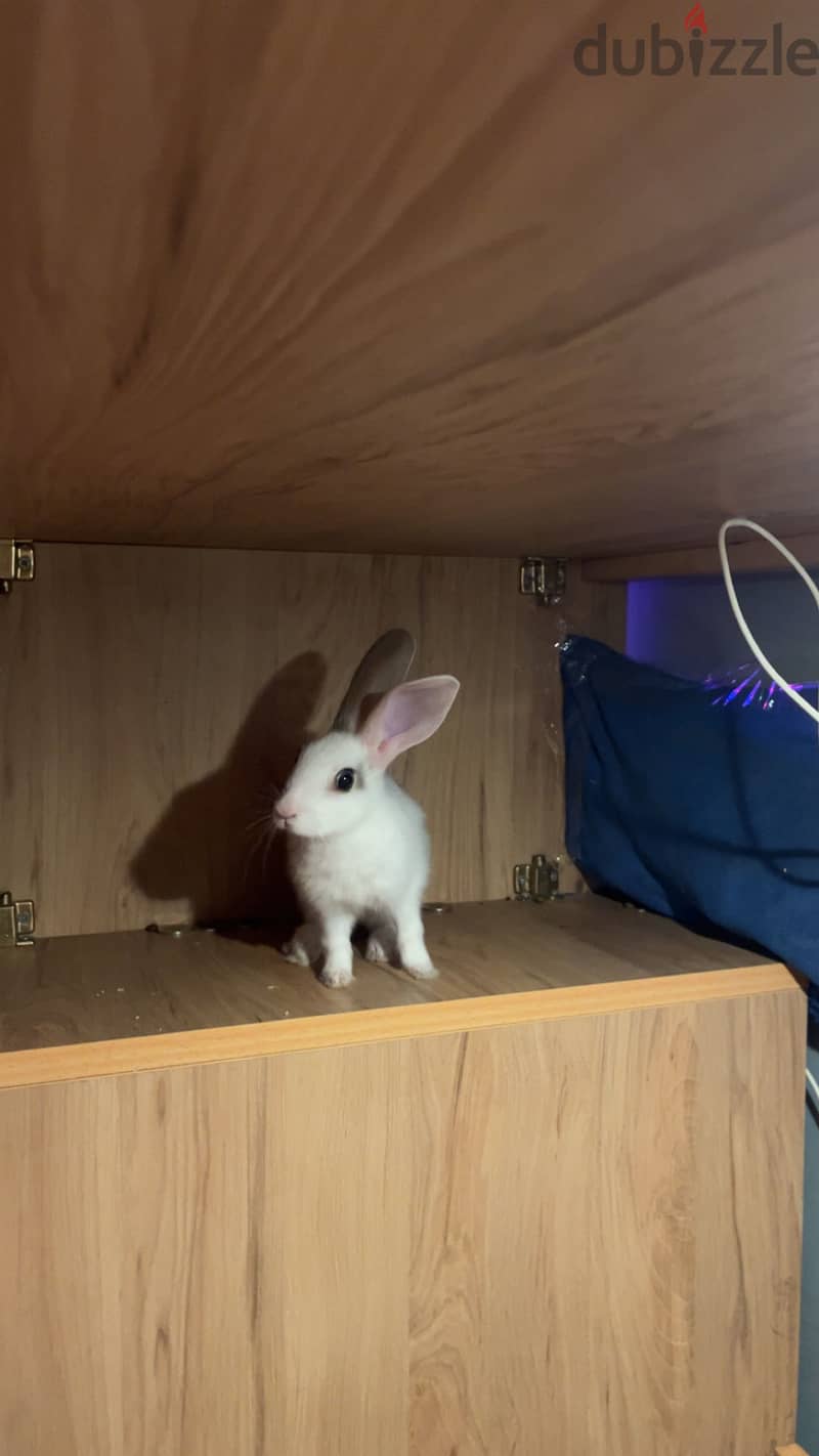 For adoption 1