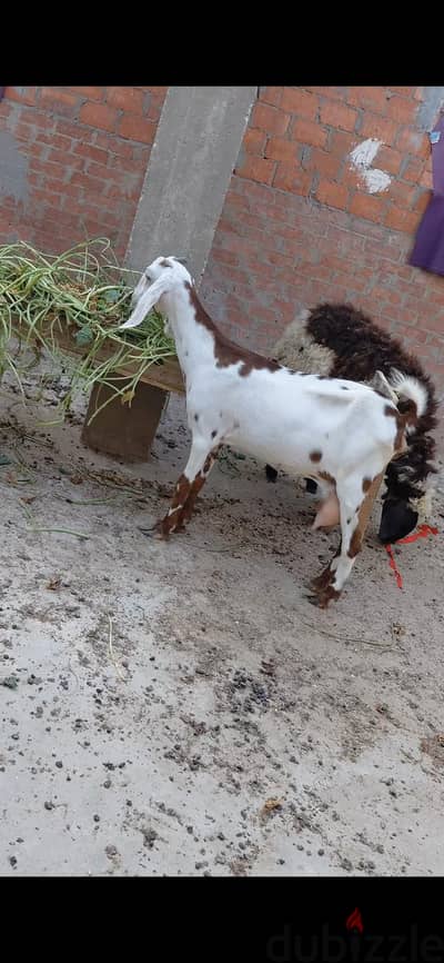 بدريه ومعزه