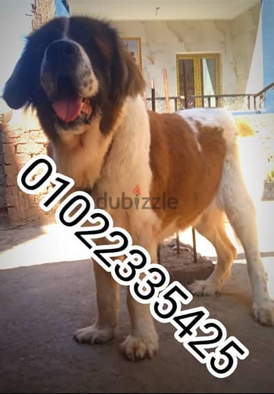 للبيع اضخم نتايه سانت بدرندل بفضل الله ام منتجه بالضمان 01022335425