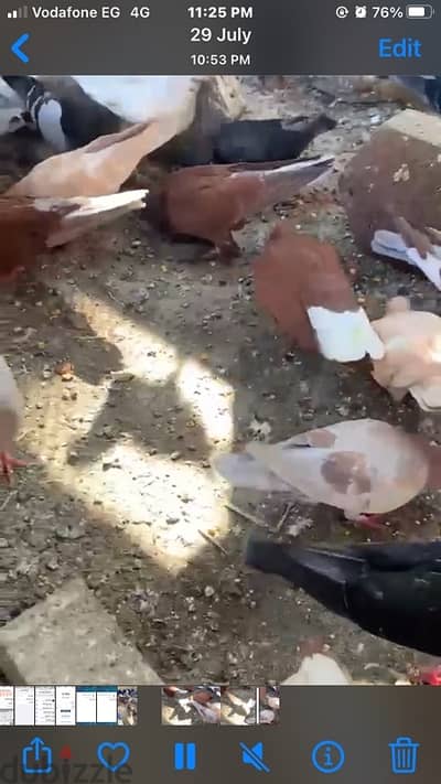 حمام بلدي وغيا
