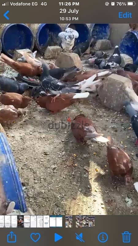 حمام بلدي وغيا 1