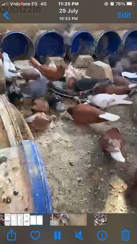 حمام بلدي وغيا 2