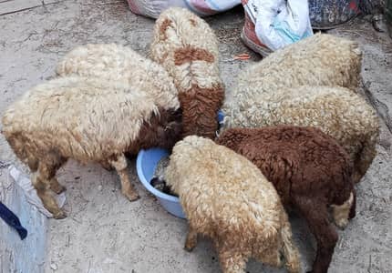 7 خرفان اعمار سبع شهور