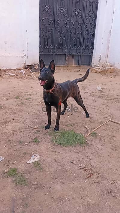 dutch shepherd