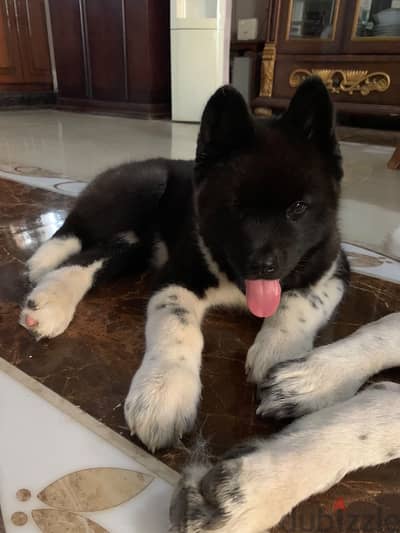 American Akita 4 months