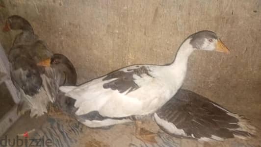 وز بياض شغال