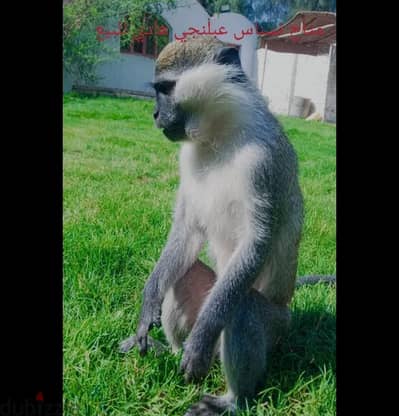 نسناس عبلنج سوداني ذكر صغير