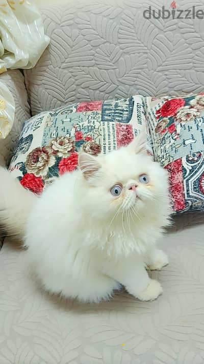 ذكر هيمالايا للبيع