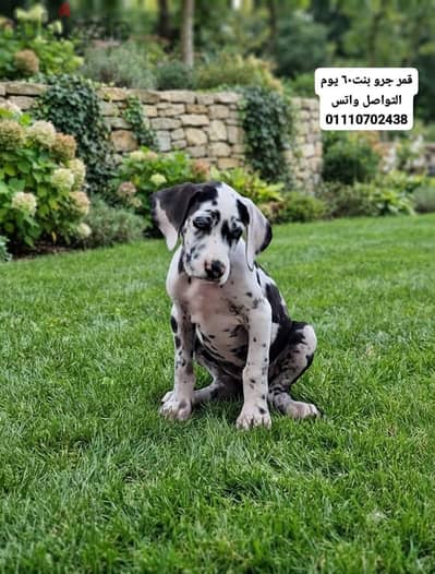 جريت دان جريد دان Great Dan great dane