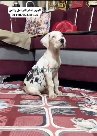 جريت دان جريد دان Great Dan great dane