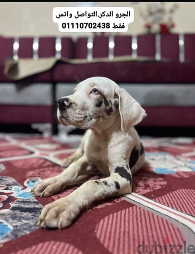 جريت دان جريد دان Great Dan great dane