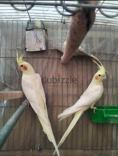 مطلوب جوز لتيني