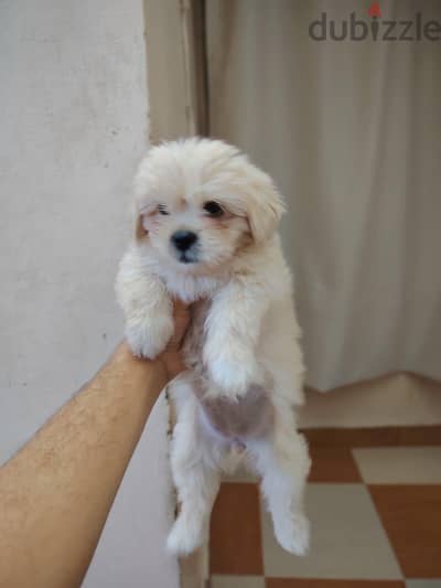 كلبة شيتزو (Shih Tzu) كيوت ولعوبة للبيع