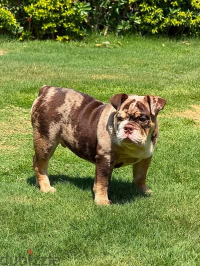 Merle English Bulldog Puppies Now in Egypt | FCI Documents Available