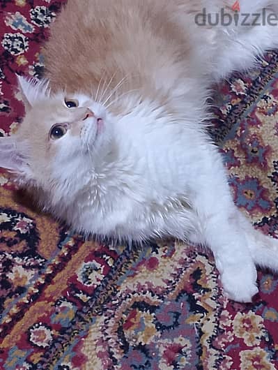 قطة شيرازي بيور 6 شهور