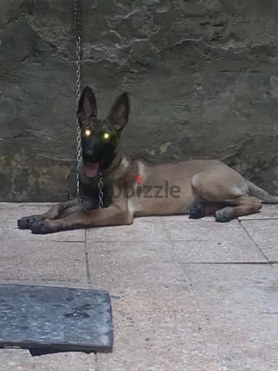 دكر مالينو4 شهور درايڤ عالي بيع او بدل